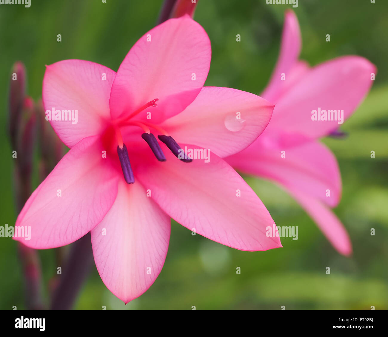 Watsonia Flowers Pink Stock Photo