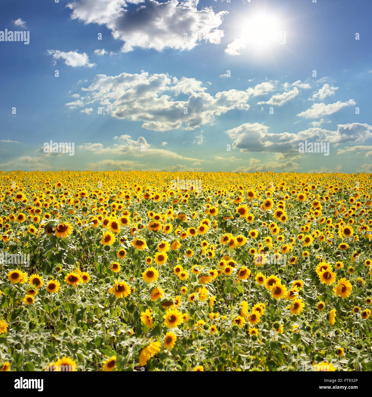 Field with sunflowers and the blue sky photography Stock Photo - Alamy