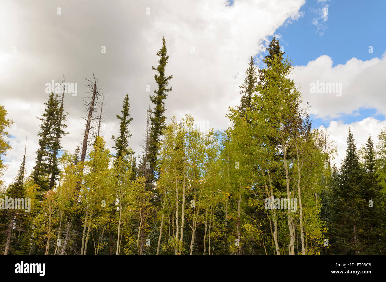 Green trees under blue sky with white clouds Stock Photo - Alamy