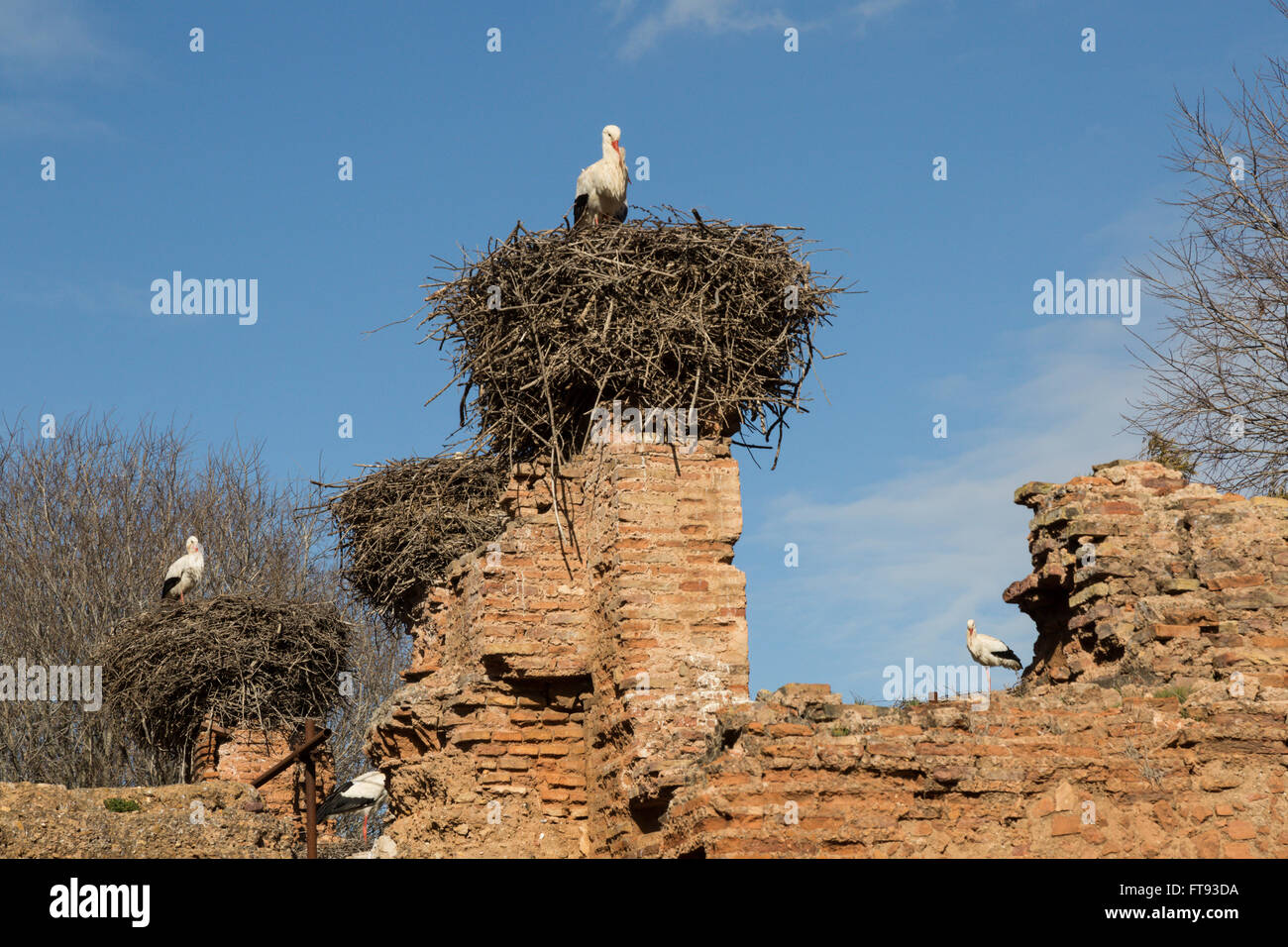 Storks beaks hi-res stock photography and images - Alamy