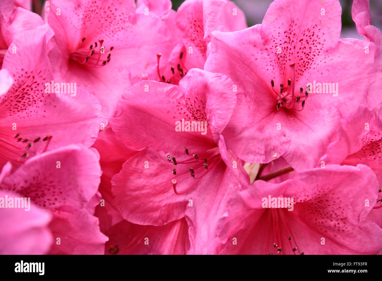 Close up of pink Rhododendron bush in park Stock Photo