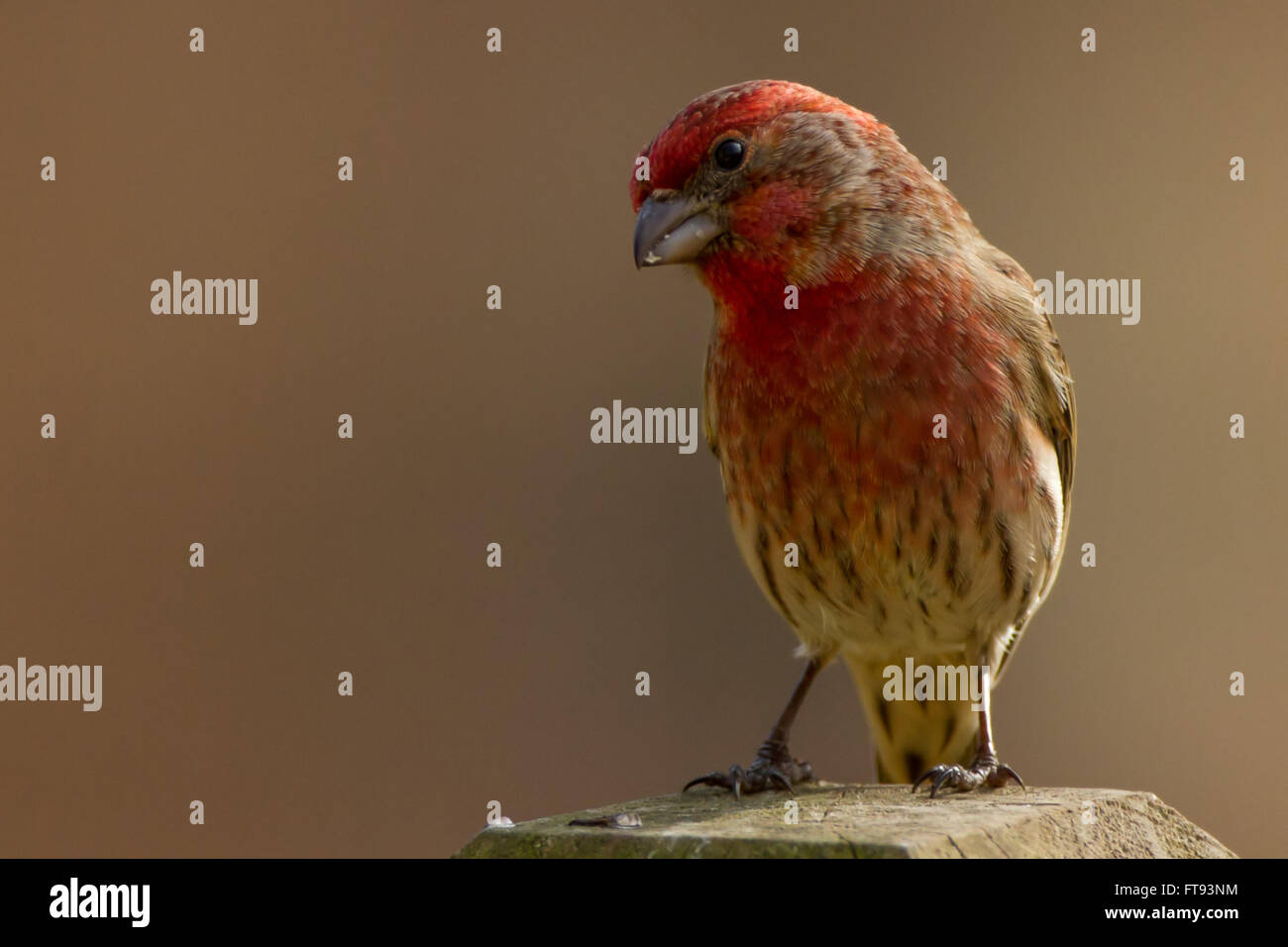 House Finch tilted head perched on a fence Stock Photo