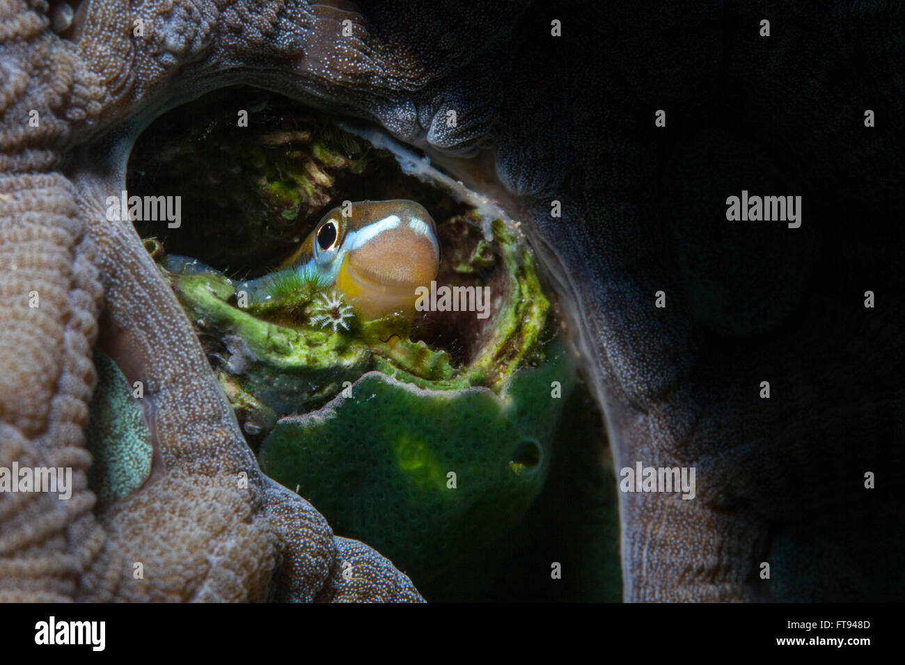 Scale Eating Sabretooth Blenny hiding in a coral Stock Photo