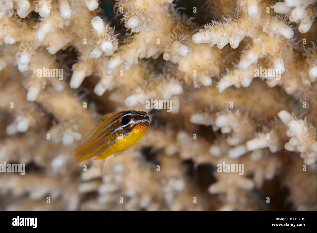 Yellow stripped cardinalfish near Acropora hard coral Stock Photo