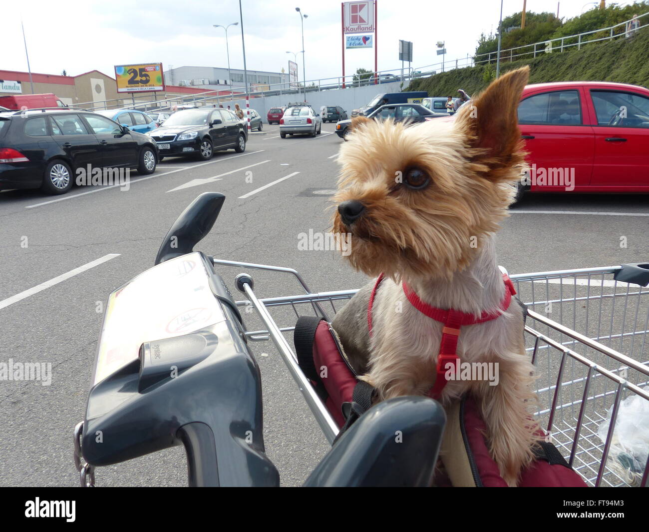 Czech Republic - Jihlava. Kaufland parking lot. Small dog, Yorkshire  terrier, enjoys his view from the top of shopping cart Stock Photo - Alamy