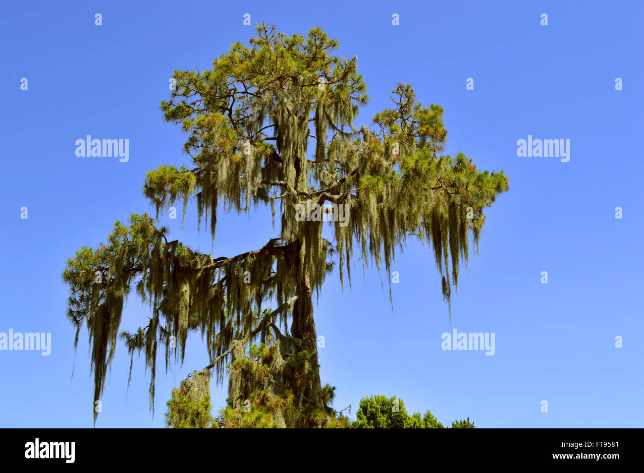 Swamp cypress with Spanish moss growing on it Stock Photo