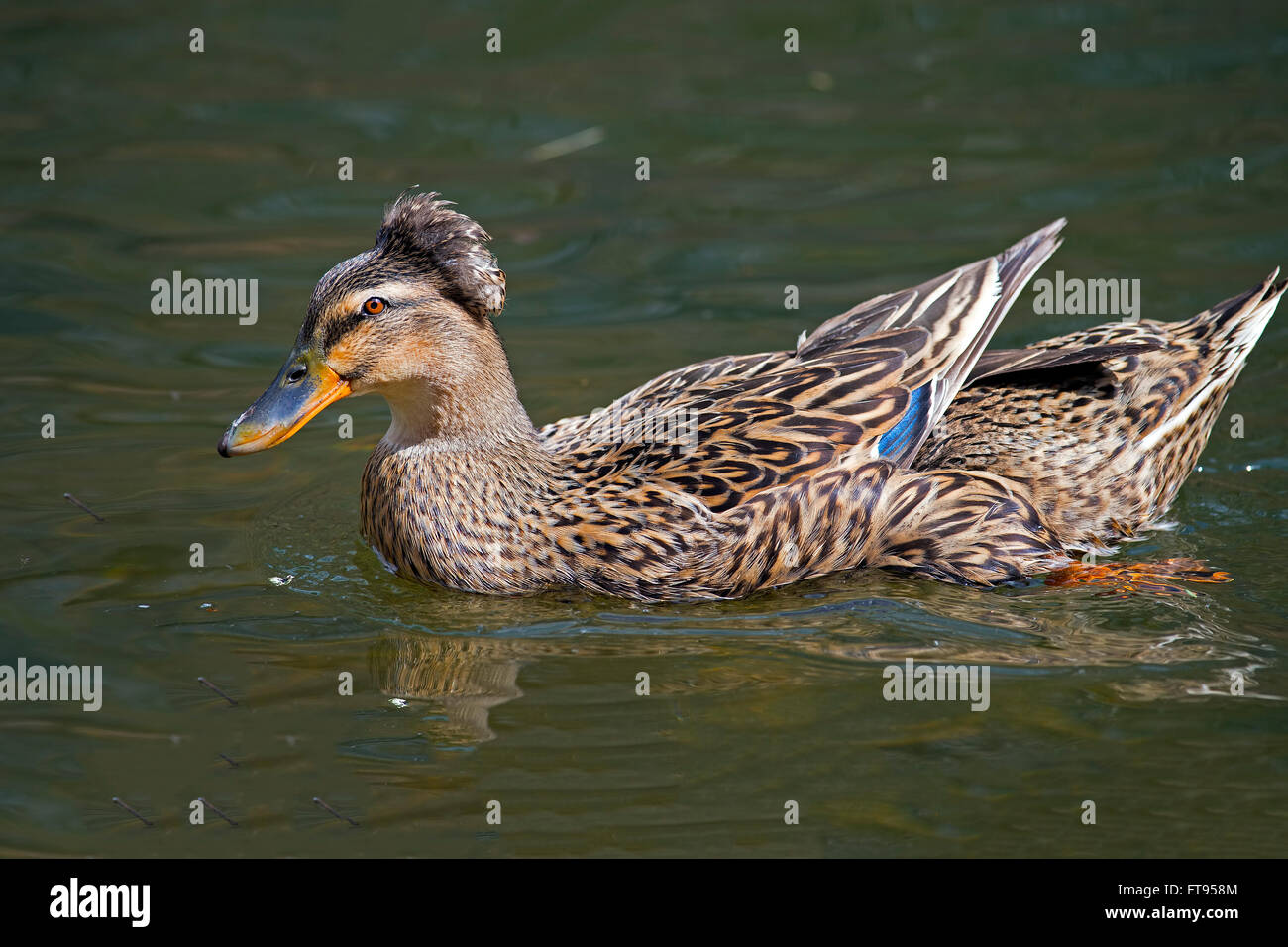 Female Tufted Mallard Stock Photo