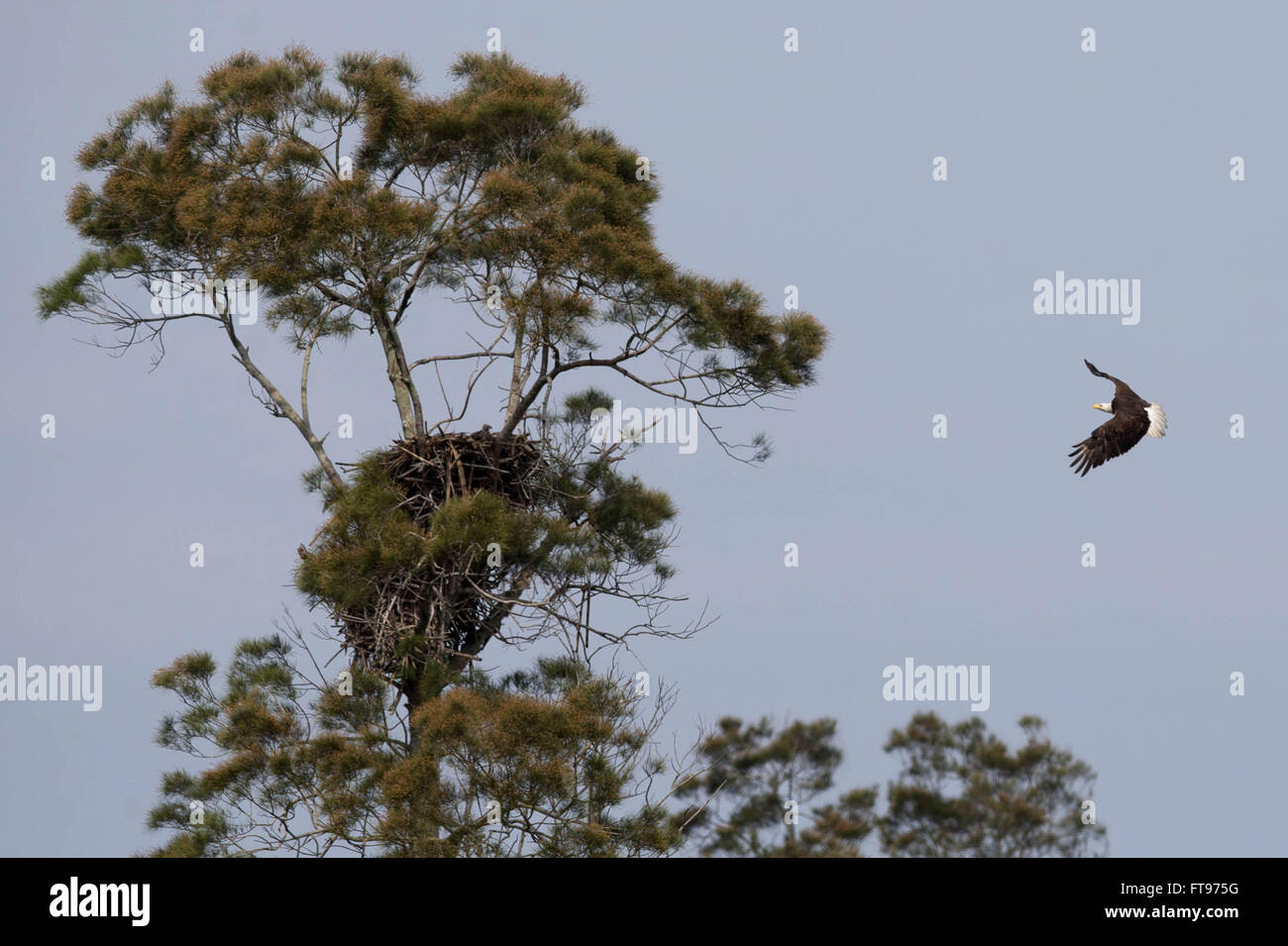 Eagles nest beach hi-res stock photography and images - Alamy