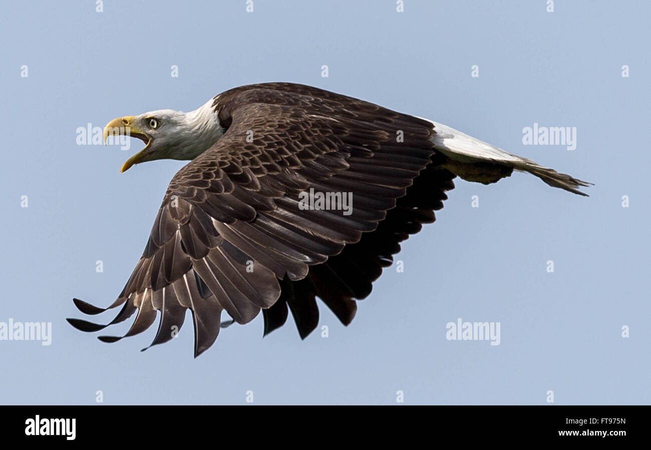 South Bay, Florida, USA. 25th Mar, 2016. A bald eagle circles a nest