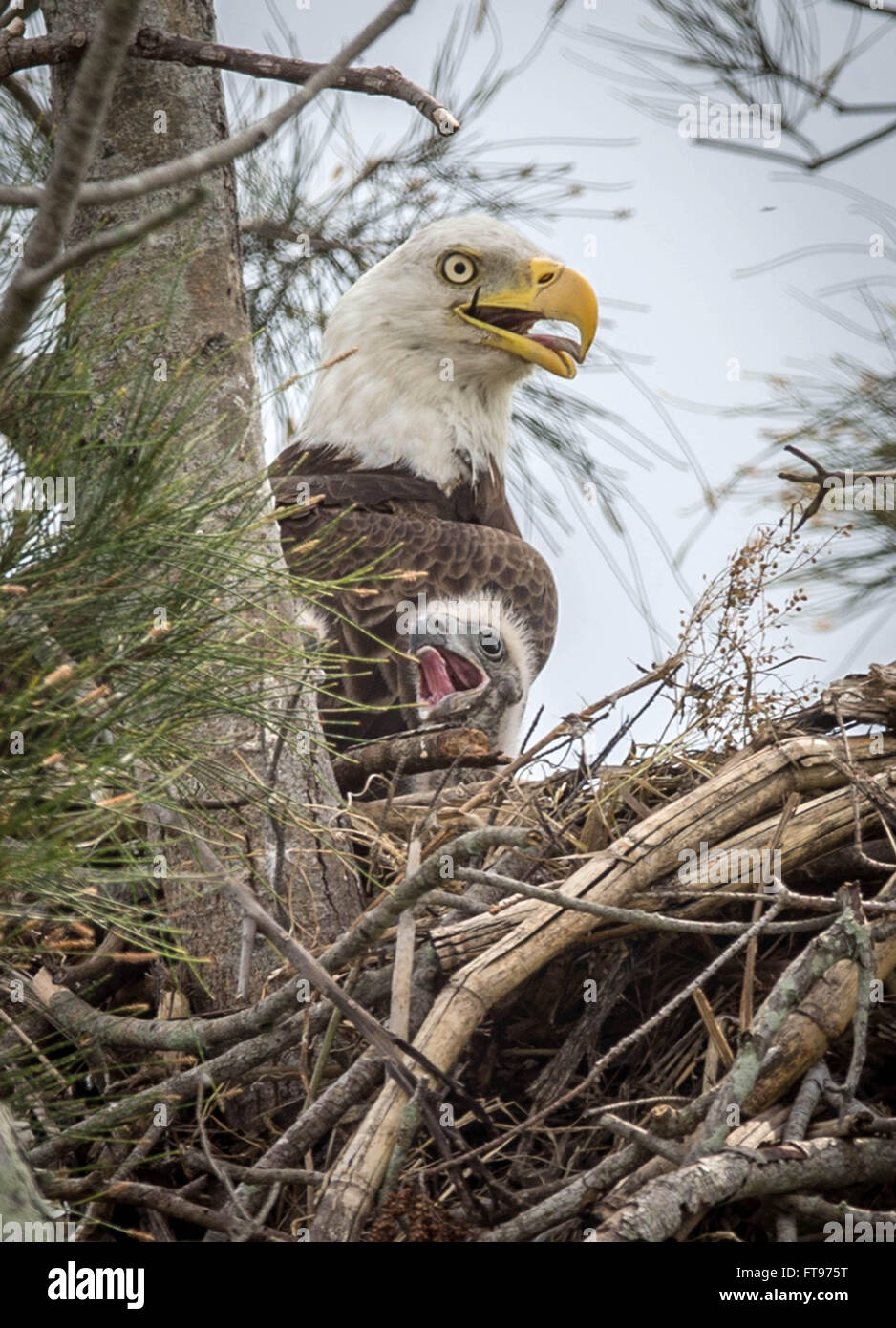 South Bay, Florida, USA. 25th Mar, 2016. A bald eagle attends to