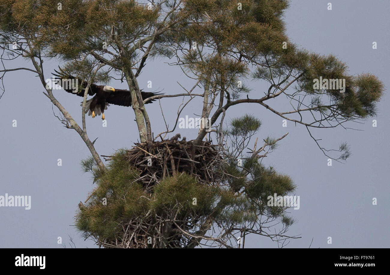 South Bay, Florida, USA. 25th Mar, 2016. A bald eagle checks on eaglets