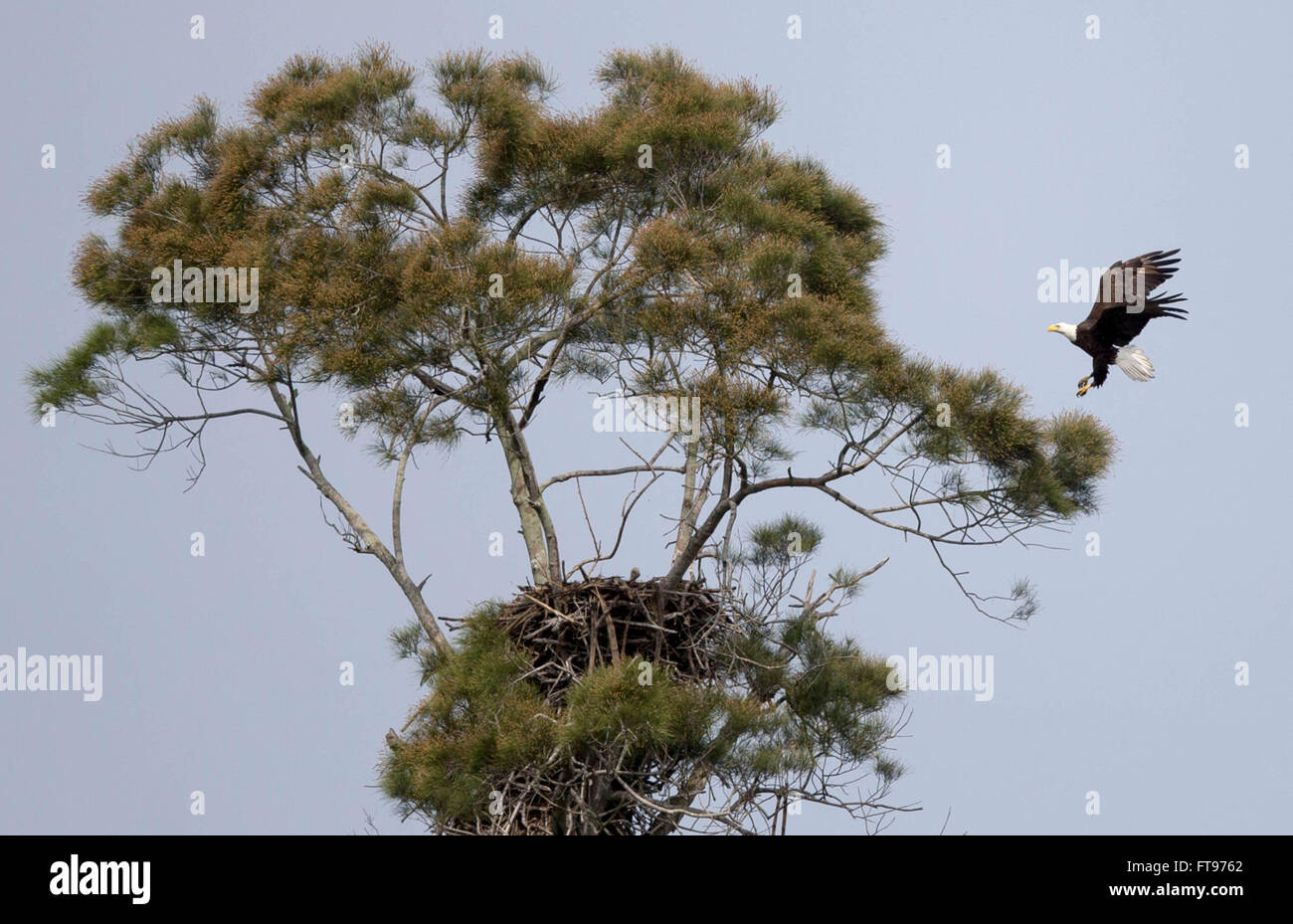South Bay, Florida, USA. 25th Mar, 2016. A bald eagle checks on eaglets
