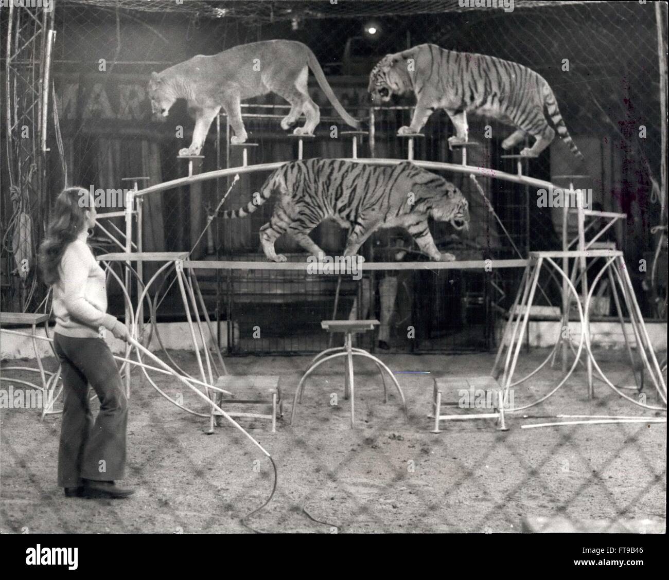 1972 - Mary's Circus Is Back In Town 'Chipperfield's' is for millions synonymous with Circus, but Mary Chipperfields Circus is quite distinct and separate from her uncle Dick's circus - the one that most of us associate the name with. The confusion has in fact led to a serious family rift, and Mary had to suspend circus activities two years ago, but now she is back again - the call of the Ring is irresistible to a Chipperfield ! The circus - a spectacular show featuring over 50 animals and about 40 artists, including clowns, trapeze acts, etc., is now in full swing on Clapham Common, there wil Stock Photo