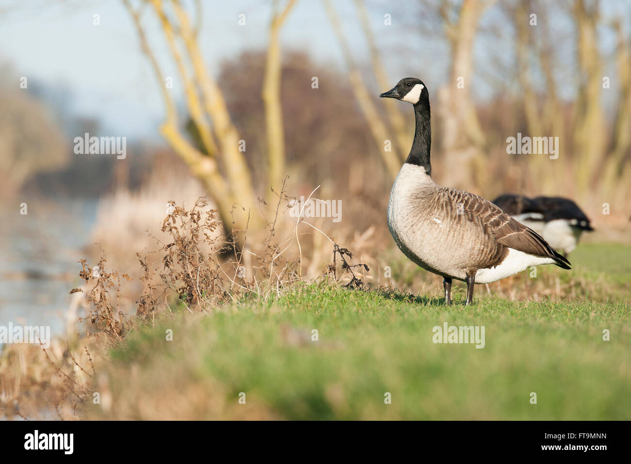 canada goose reading canada goose reading