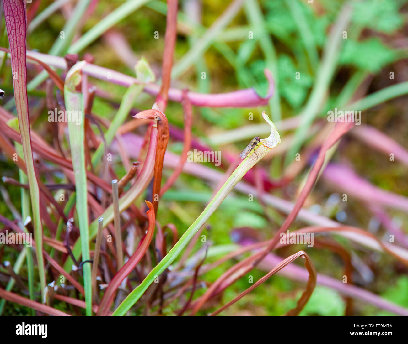Insect on pitcher plant hi-res stock photography and images - Alamy