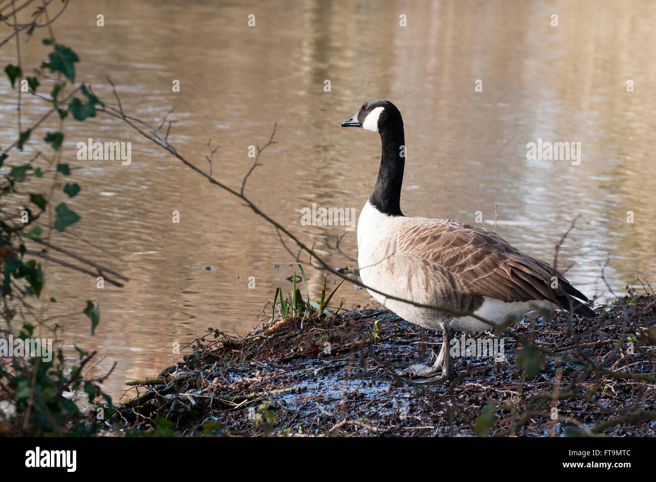 canada goose reading canada goose reading