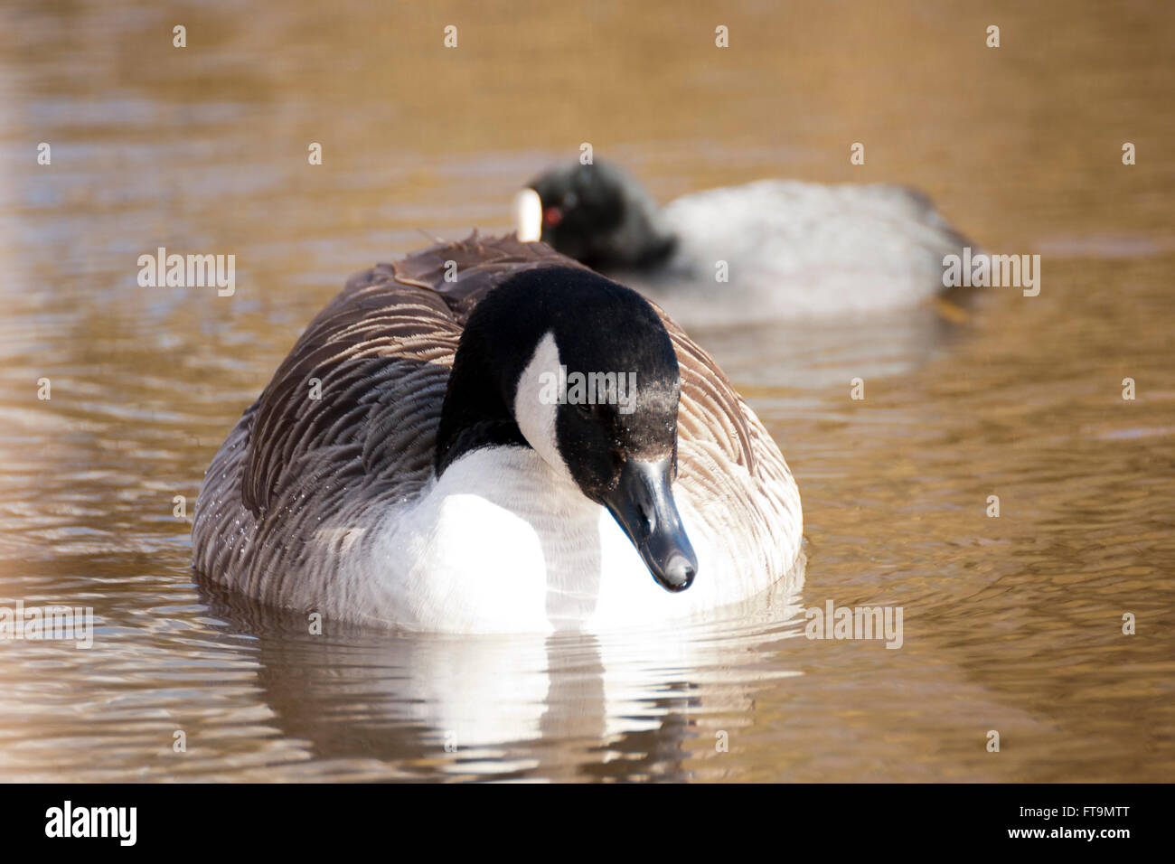 canada goose reading canada goose reading