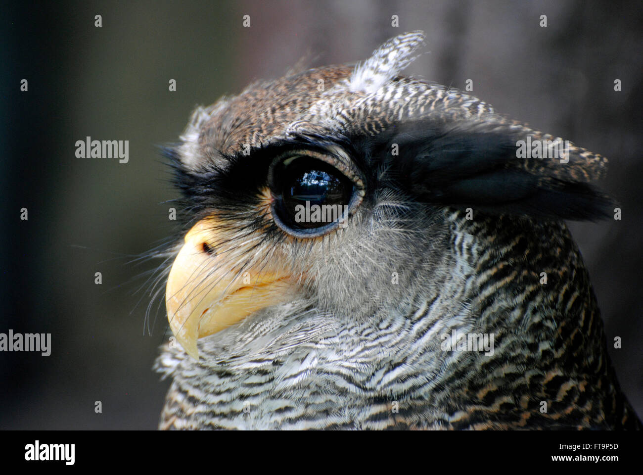 Malay eagle-owl (Bubo sumatranus) Stock Photo