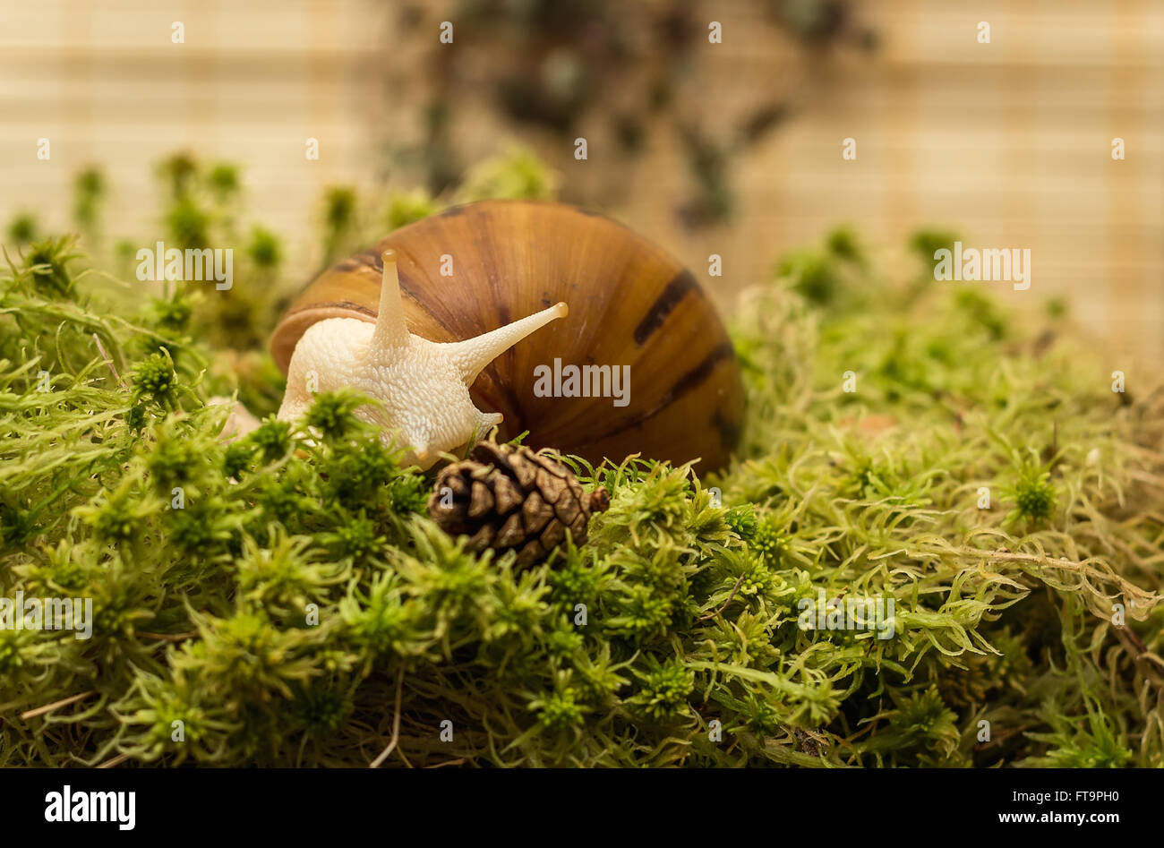 Albino snail, Achatina Achatina, White tiger Stock Photo
