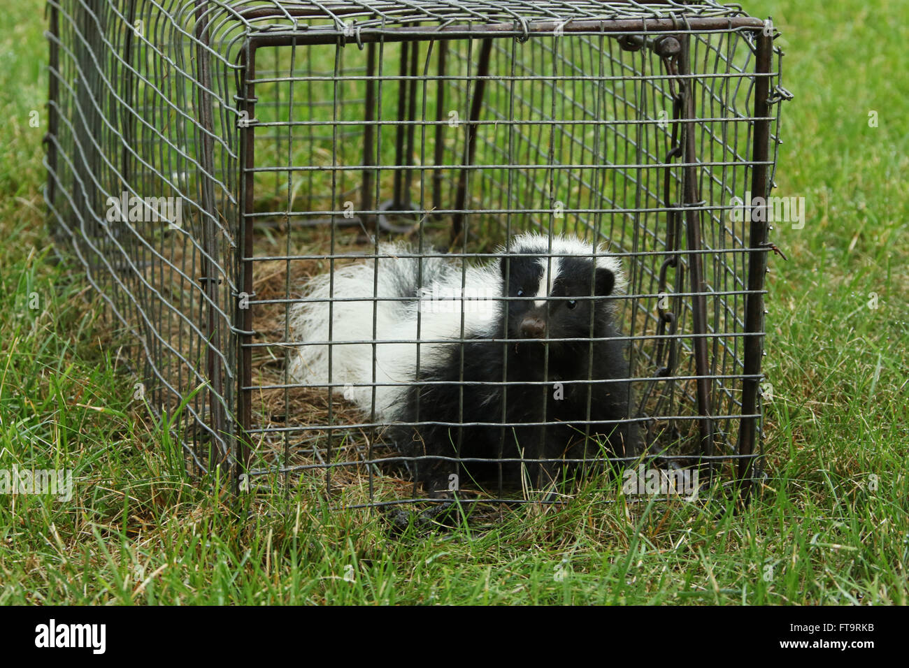 Young Skunk In Live Trap. Residential neighborhood nuisance animal