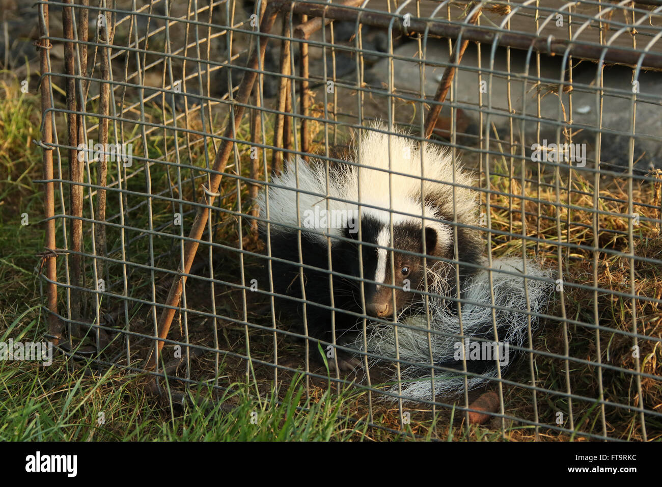 Young Skunk In Live Trap. Residential neighborhood nuisance animal