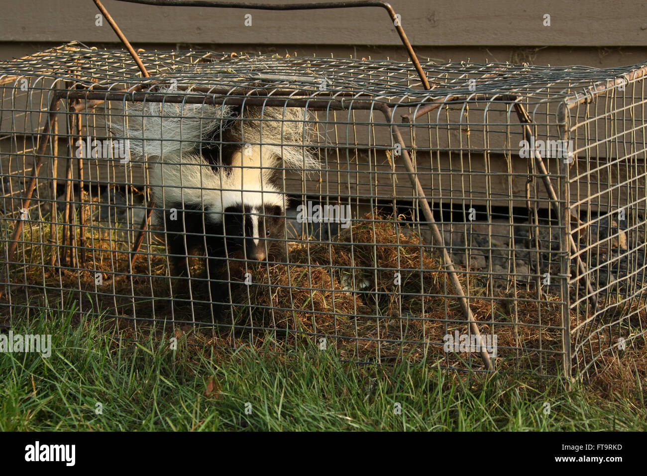 Young Skunk In Live Trap. Residential neighborhood nuisance animal