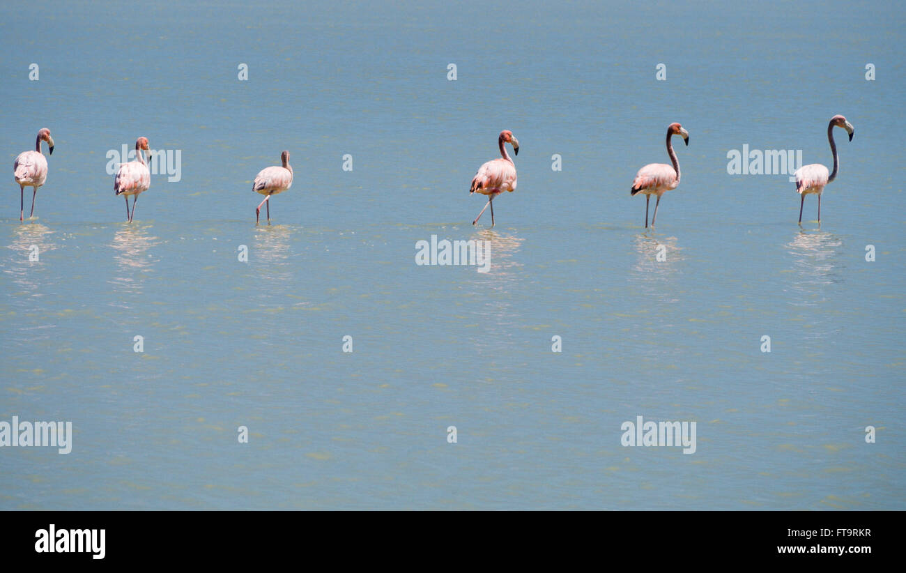 Six Juvenile Flamingos walk the lagoon. A small line of six immature light pink flamingos wading on the flats. Stock Photo
