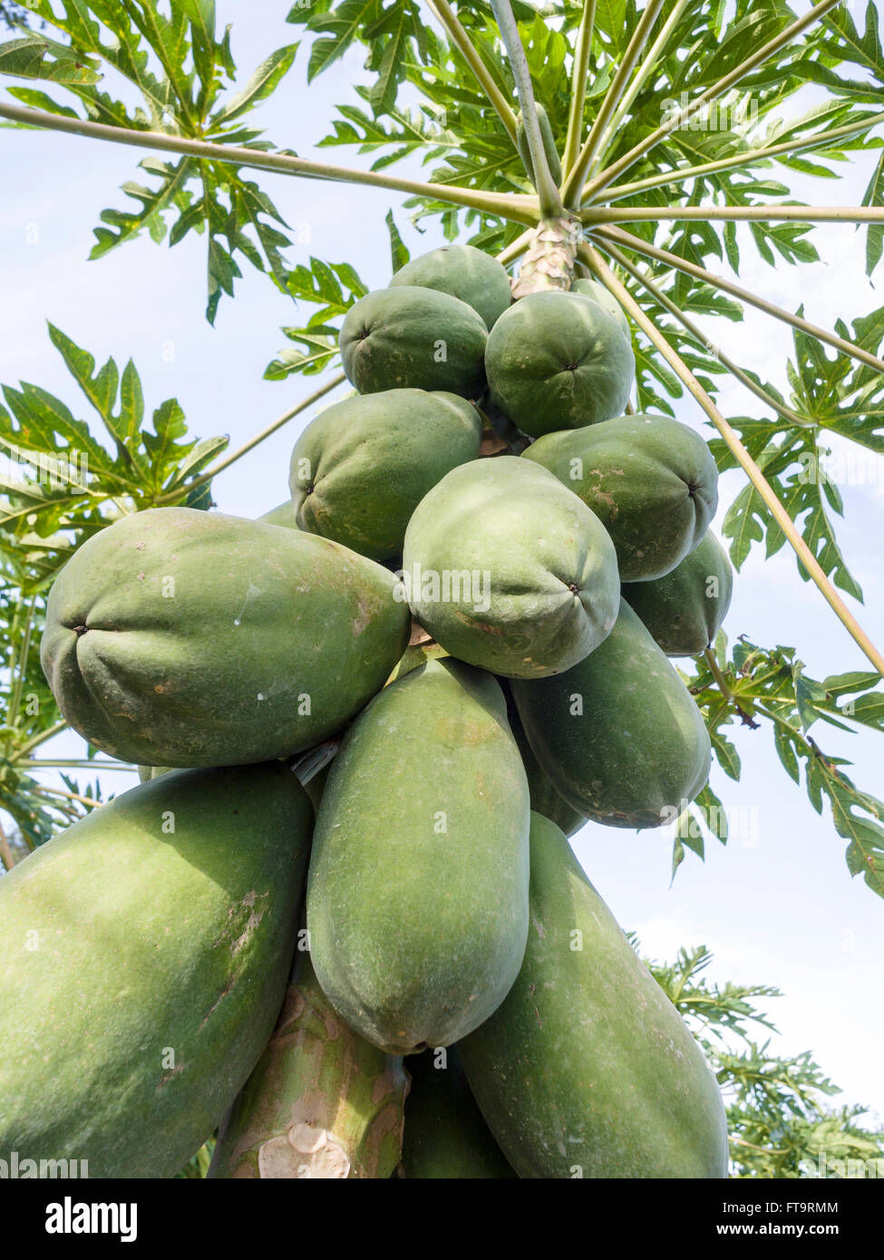 Looking up at Ripening Papayas. Large green papayas ripen as the leaves of its tree branch out like an umbrella in an orchard Stock Photo