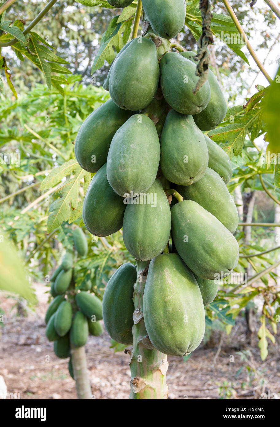 Abundant Papayas on the Trees. Large green papayas ripen on the stem of a papaya tree in a row of trees in a young orchard Stock Photo
