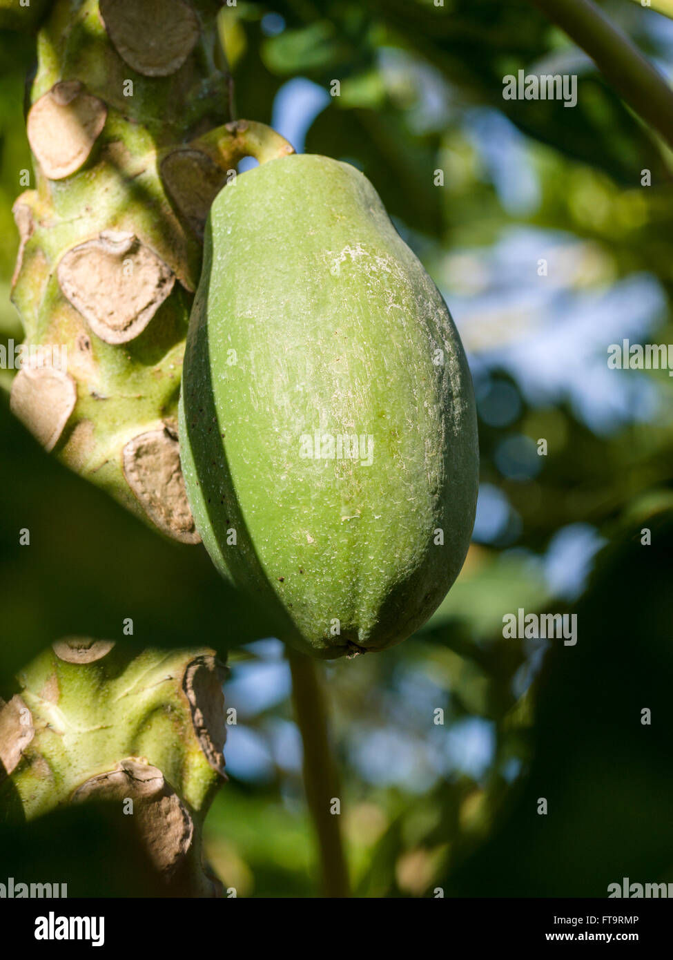 Only one Papaya Left. One large green papaya ripens on the often cut stem of a papaya tree  in a young papaya orchard Stock Photo