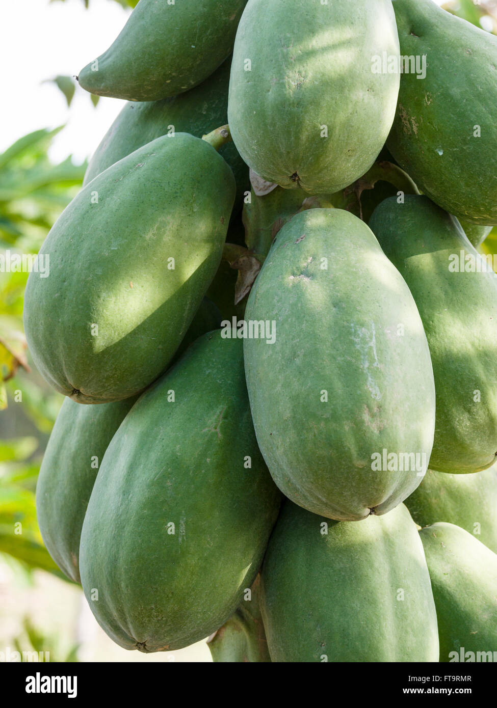 Abundant Papayas on the Tree. Large green papayas ripen on the stem of a paypa tree in a young orchard of short papaya trees. Stock Photo