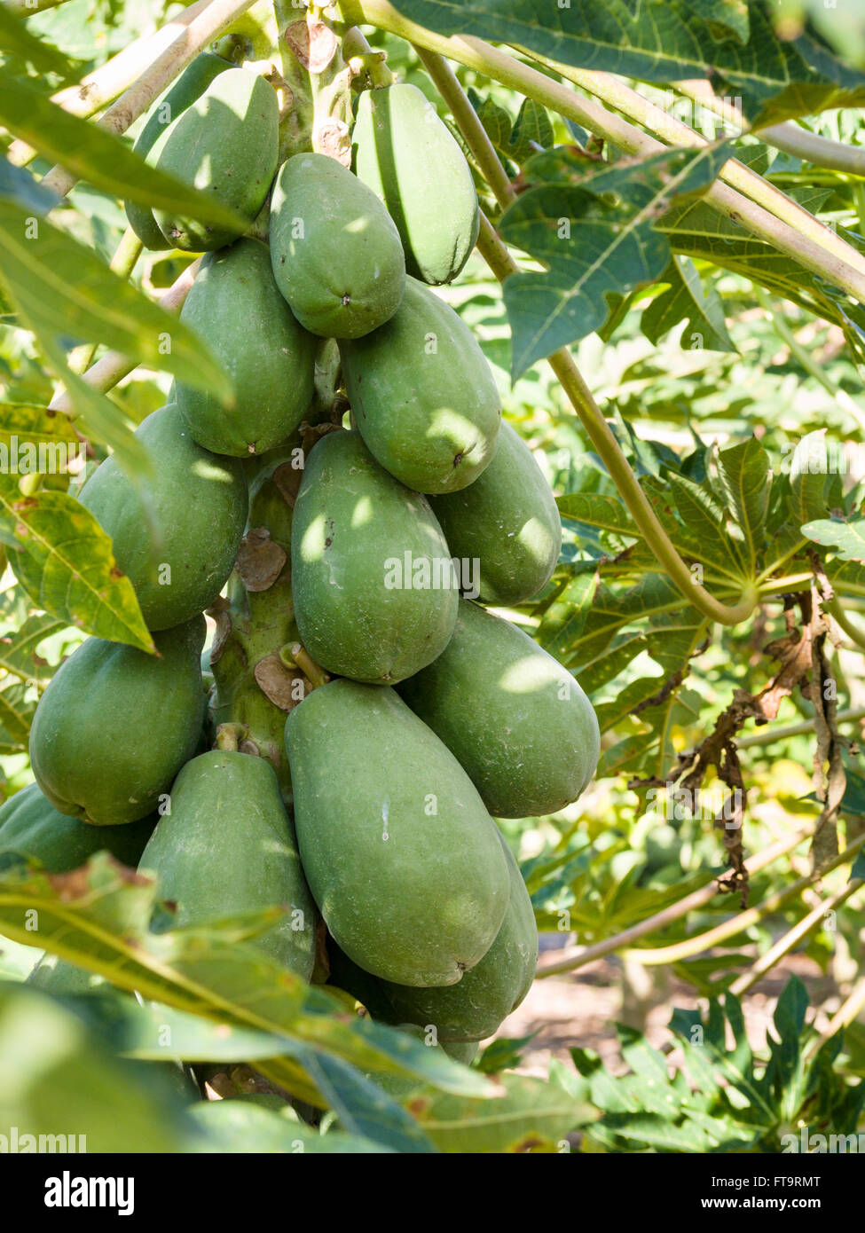 Laden with Papaya Fruit. Large green papayas hang from the stem of a