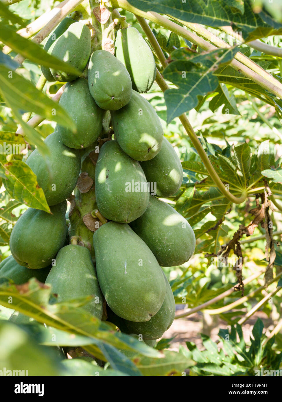 Laden with Papaya Fruit. Large green papayas  hang from the stem of a papaya tree as they ripen in a young papaya orchard Stock Photo