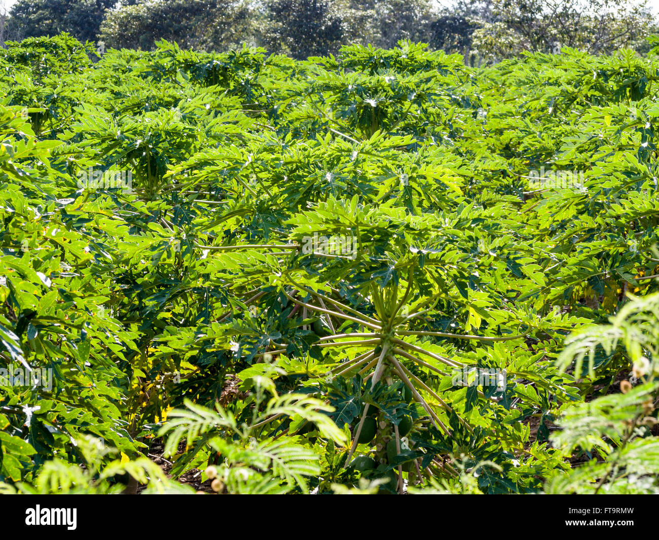 Papaya Grove. A large plantation of papaya trees from above. San Francisco Yoactun, Tizimín, Yucatán, Mexico Stock Photo