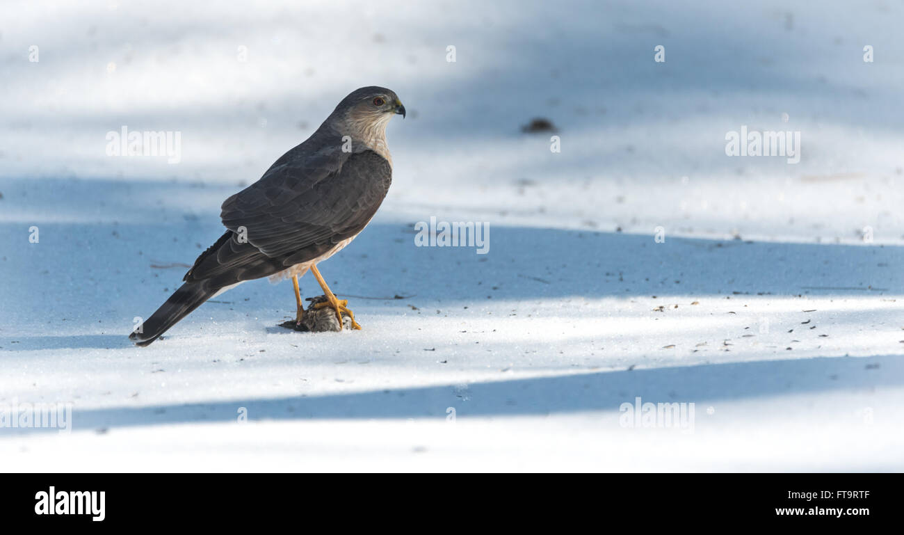 An adult Cooper's Hawk (Accipiter cooperii) sits atop spring snow with its talons locked onto a fresh kill of prey. Stock Photo