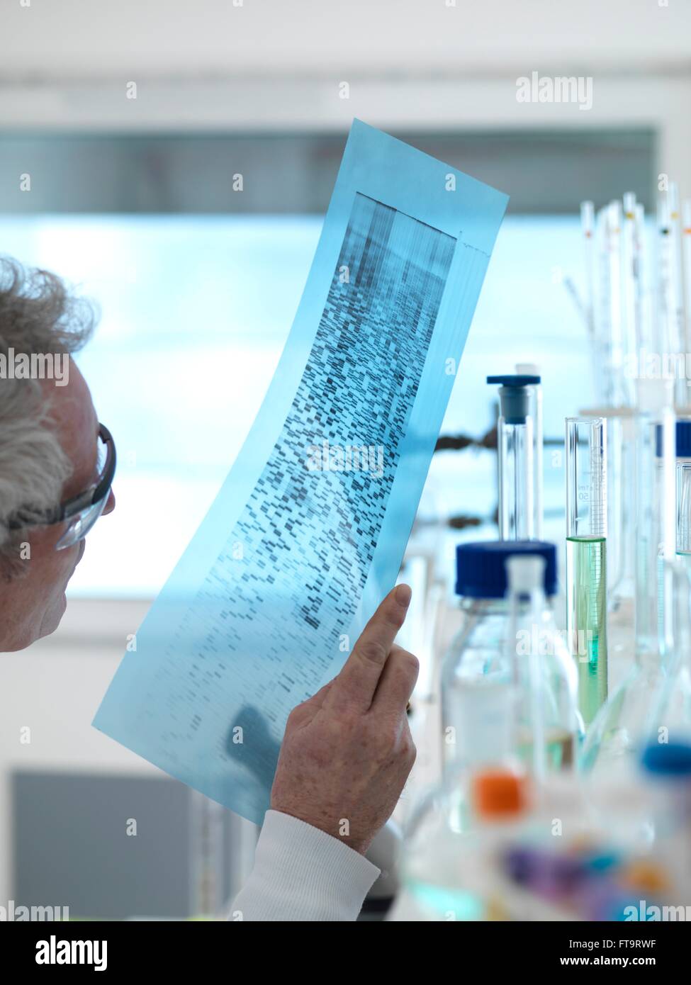 PROPERTY RELEASED MODEL RELEASED Researcher holding a DNA (deoxyribonucleic acid) gel during a genetic experiment in a Stock Photo