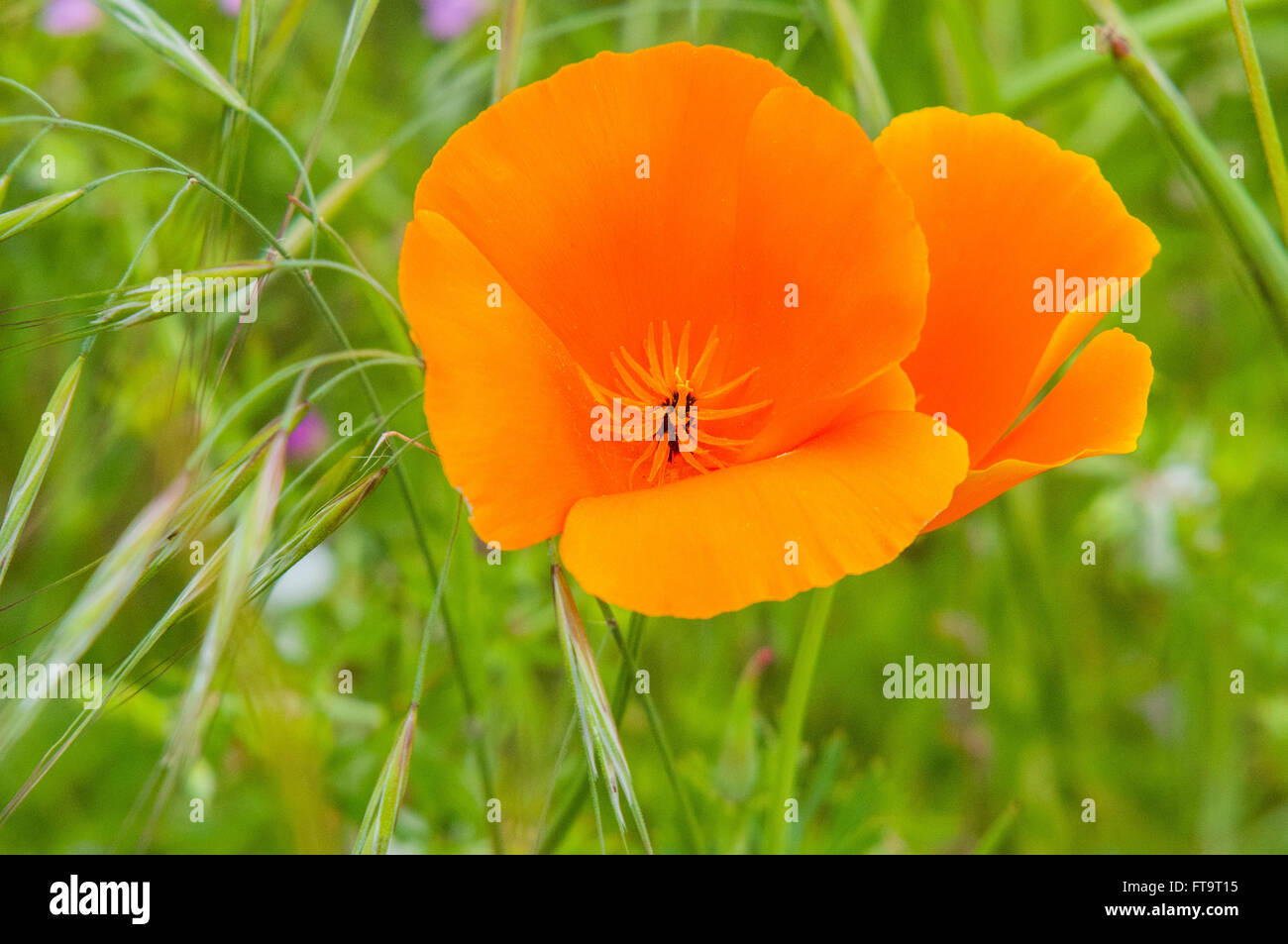 A California Golden Poppy (Eschscholzia californica) the State Flower