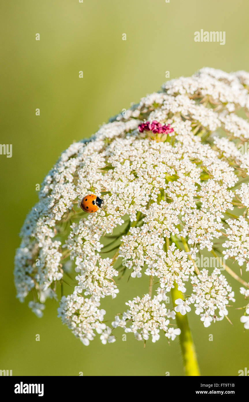 A Ladybug (Coccinellidae sp.) among the white blossoms of Queen Anne's Lace (Daucus carota). Washington, United States. Stock Photo