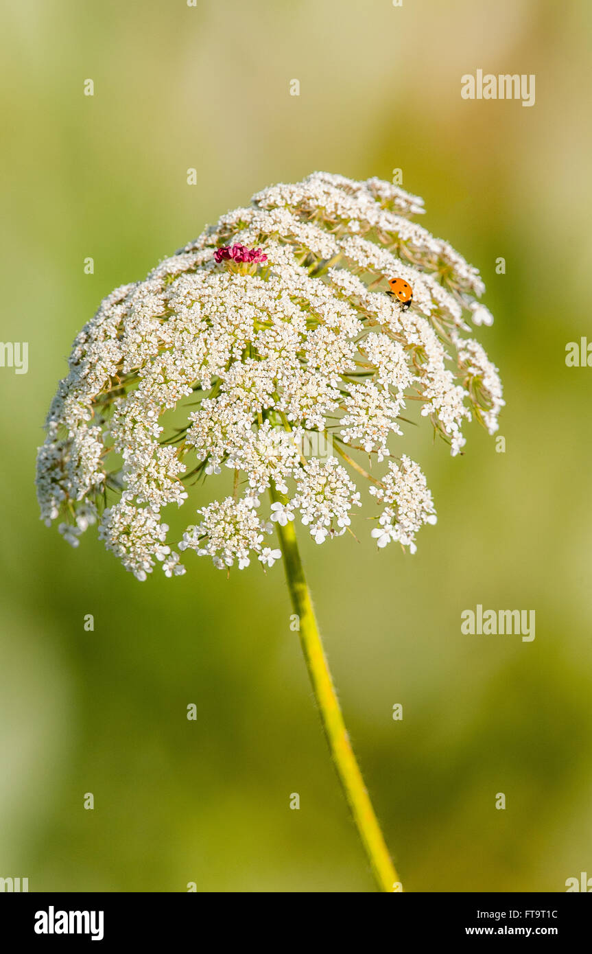 A Ladybug (Coccinellidae sp.) among the white blossoms of Queen Anne's Lace (Daucus carota). Washington, United States. Stock Photo