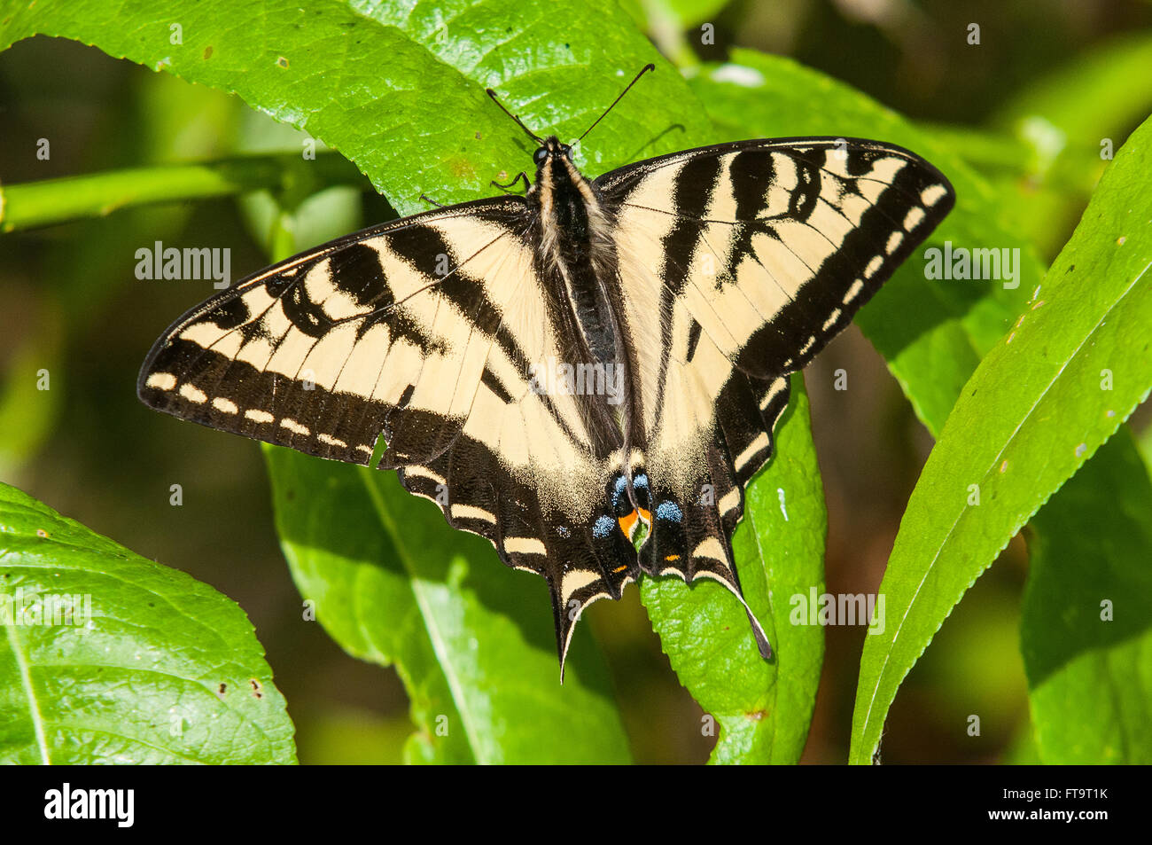 A Western Tiger Swallowtail Butterfly (Papilio rutulus). Washington, United States. Stock Photo