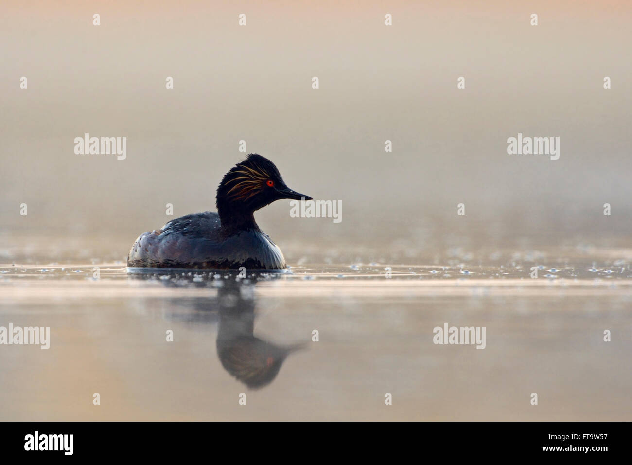 Black necked Grebe / Eared Grebe ( Podiceps nigricollis ), adult in breeding dress, swimming on calm water just before sunrise. Stock Photo