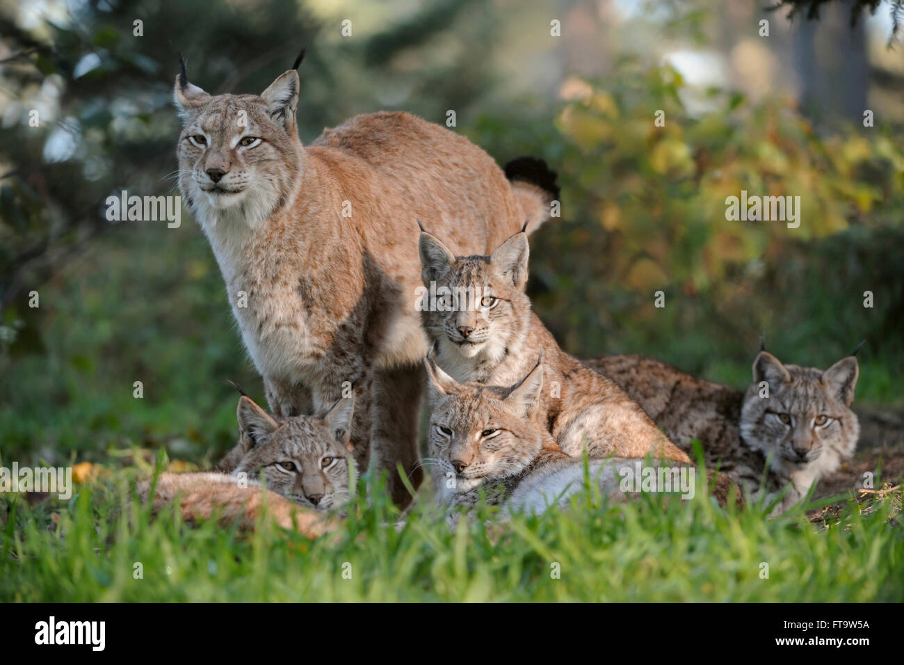 Family portrait of  Eurasian Lynx / Eurasischer Luchs ( Lynx lynx ) in autumnal surrounding. Stock Photo