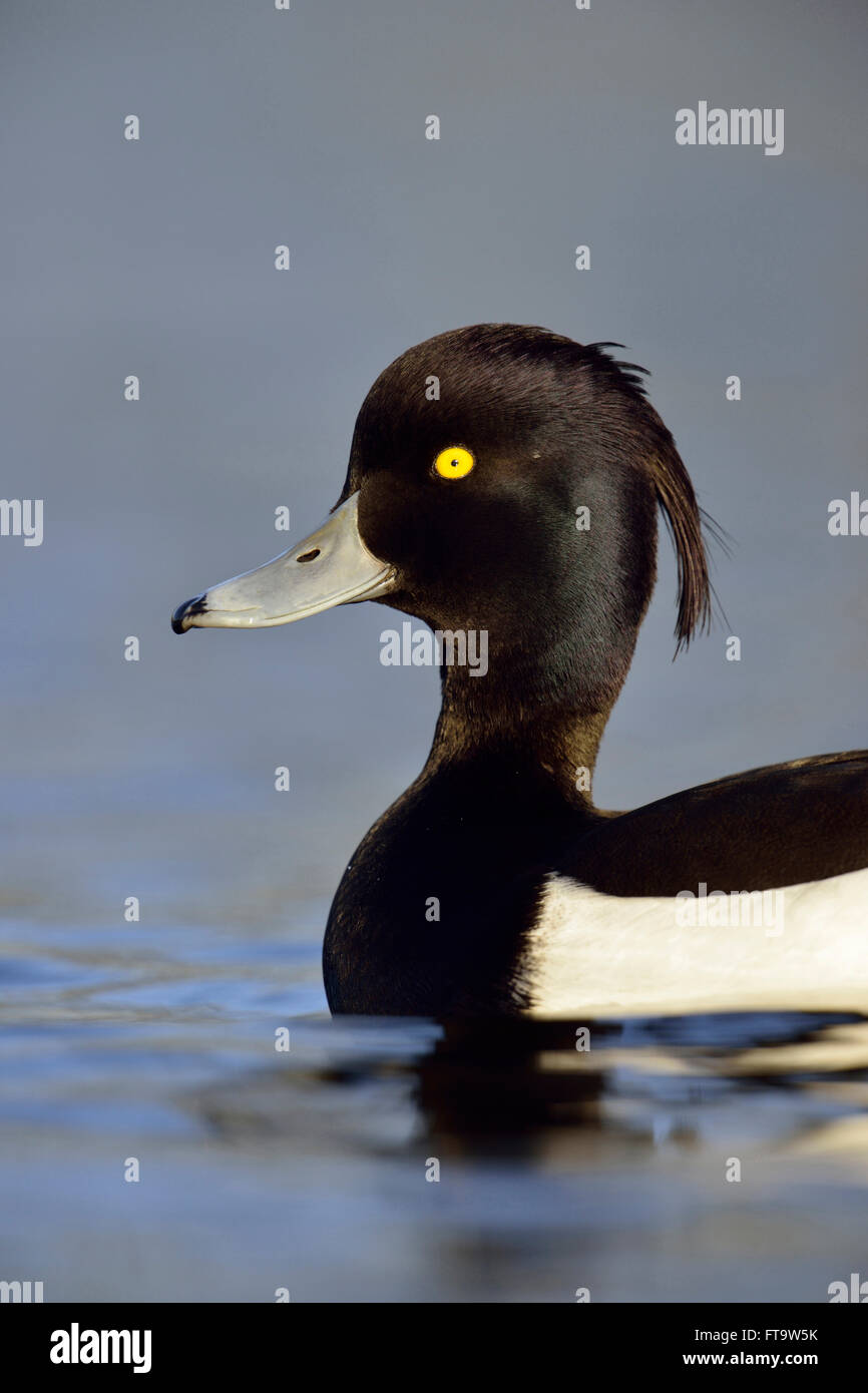 Tufted Duck / Reiherente ( Aythya fuligula ), adult male in breeding dress, close up, detailed headshot, swimming along. Stock Photo