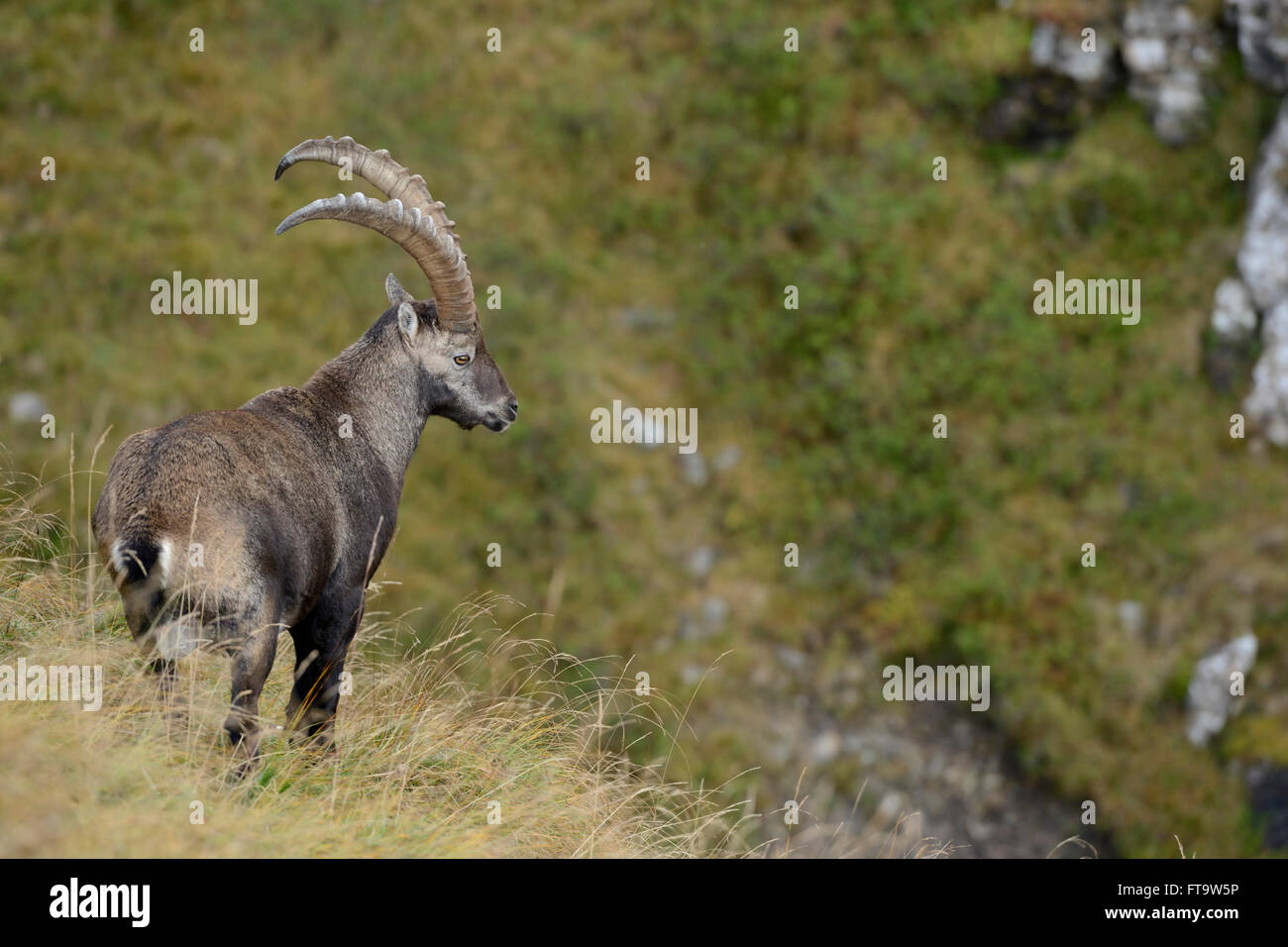 Alpine Ibex ( Capra ibex ), adult male, impressive horns, standing in high mountains range, watching down into valley. Stock Photo