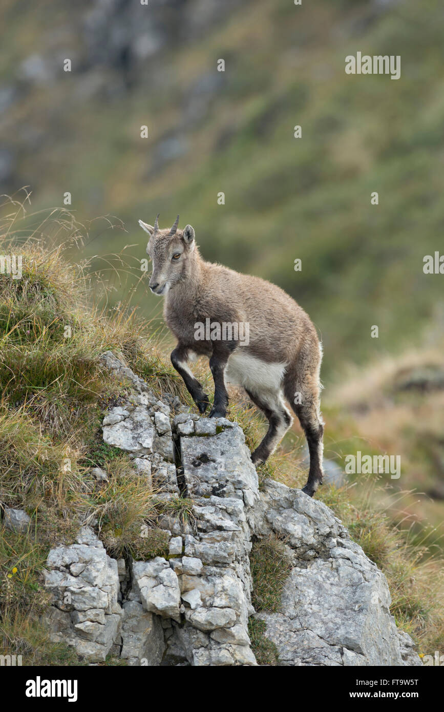 Alpine Ibex / Steinbock ( Capra ibex ), young animal, climbing up a rocky hill in wonderful high mountains range. Stock Photo