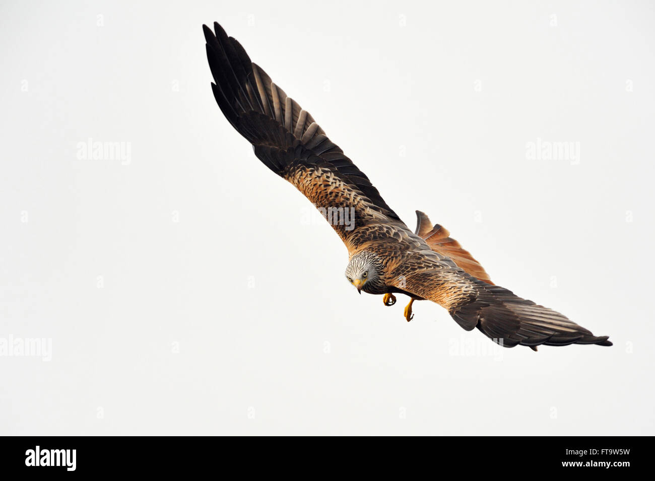Red Kite / Rotmilan ( Milvus milvus ), adult bird of prey, in spectacular hunting flight against clean sky. Stock Photo