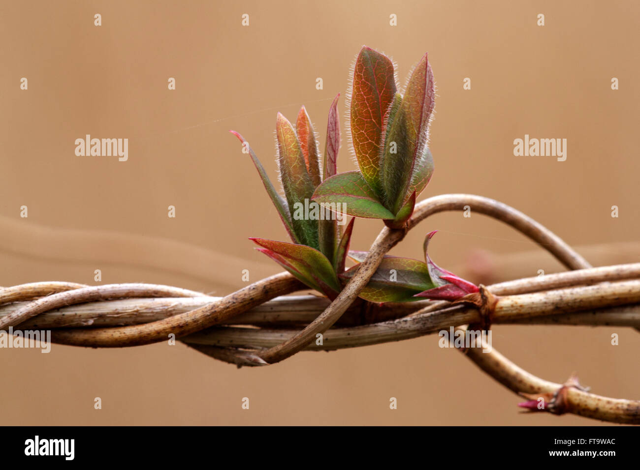 Honeysuckle Lonicera periclymenum spring leaves & twisted stems Stock Photo