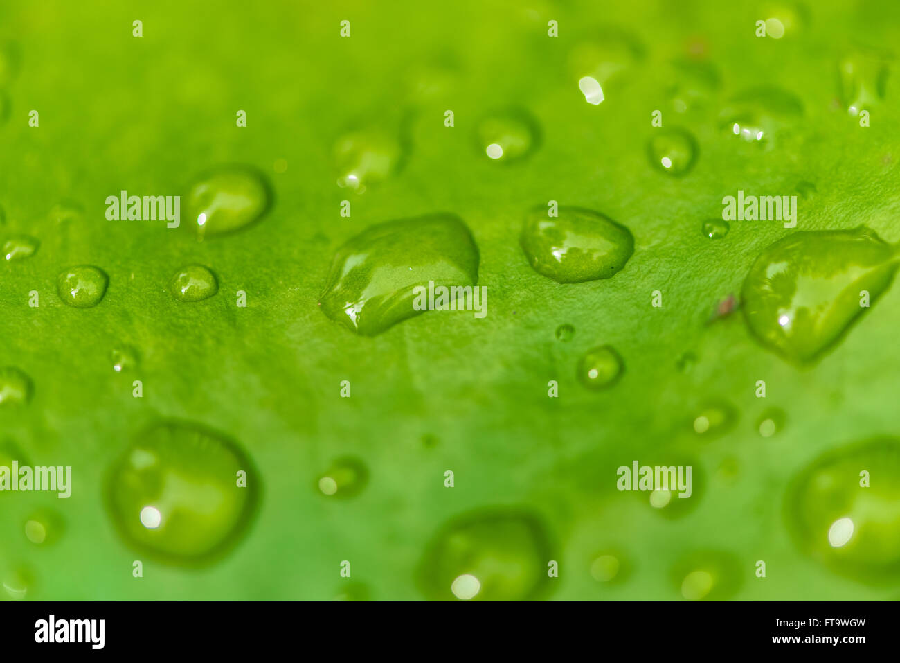 Green Lotus Leaf with water drop closeup macro background Stock Photo ...