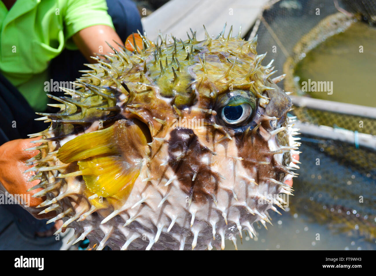 Big Durian Pufferfish on human  hand Stock Photo