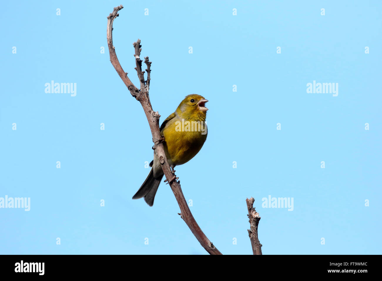Atlantic canary, Serinus canaria, single bird on branch, Madeira, March 2016 Stock Photo